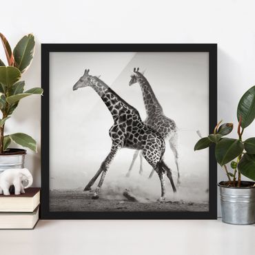 Plakat w ramie - Polowanie na żyrafę