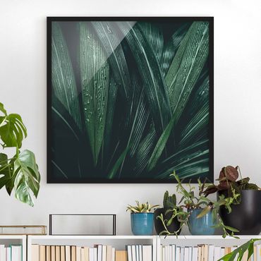 Plakat w ramie - Zielone liście palmy