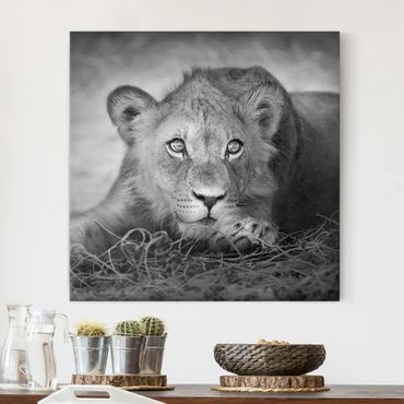 Obraz na płótnie - Czające się lwiątko