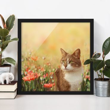 Plakat w ramie - Kot w makowym polu