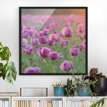 Plakat w ramie - Fioletowa łąka z makiem opium wiosną