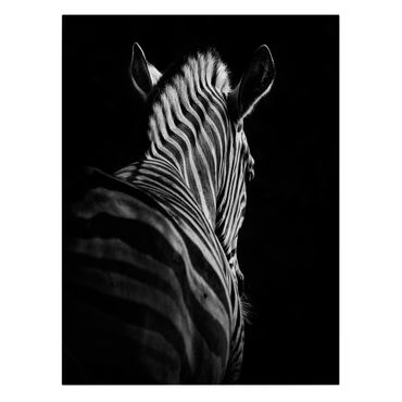 Obraz na płótnie - Sylwetka zebry ciemnej