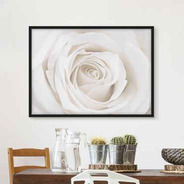 Plakat w ramie - Piękna biała róża