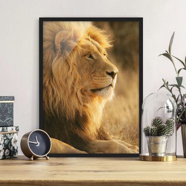 Plakat w ramie - Król lew