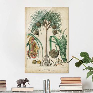 Obraz na szkle - Tablica edukacyjna w stylu vintage Palmy egzotyczne I