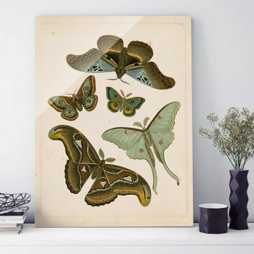 Obraz na szkle - Ilustracja w stylu vintage Motyle egzotyczne II