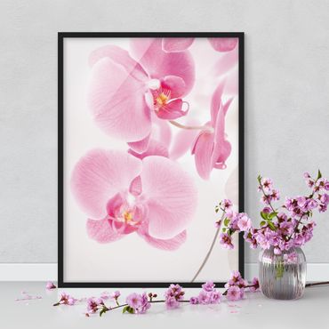 Plakat w ramie - Delikatne orchidee
