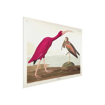 Obraz na szkle - Tablica edukacyjna w stylu vintage Czerwony Ibis