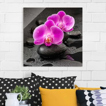 Obraz na szkle - Kwiaty różowej orchidei na kamieniach z kroplami