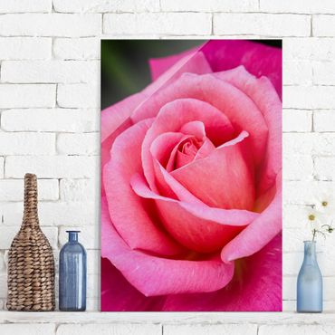 Obraz na szkle - Kwiat różowej róży na tle zieleni