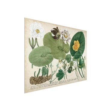 Obraz na szkle - Ilustracja w stylu vintage Biała lilia wodna