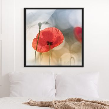 Plakat w ramie - Poppies in the Morning