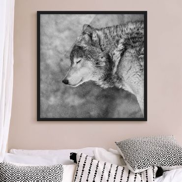 Plakat w ramie - Winter Wolf