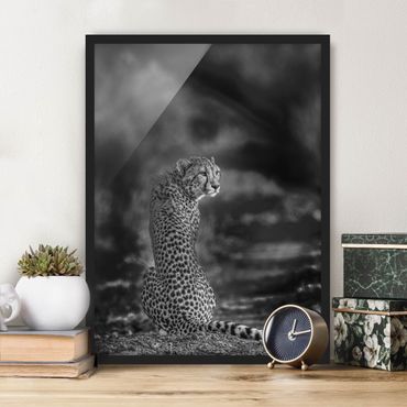 Plakat w ramie - Gepard w dzikości