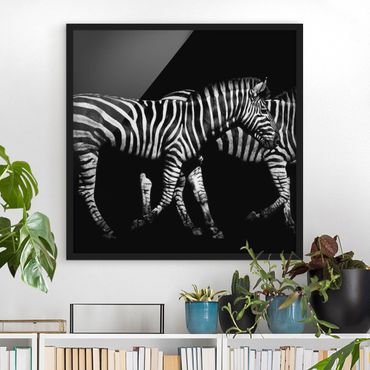 Plakat w ramie - Zebra przed Czarnym