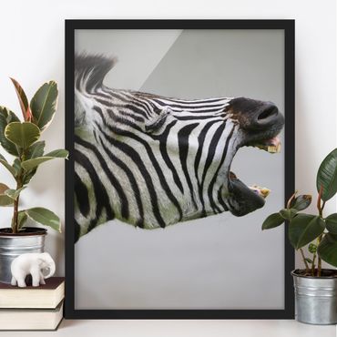 Plakat w ramie - Rycząca Zebra