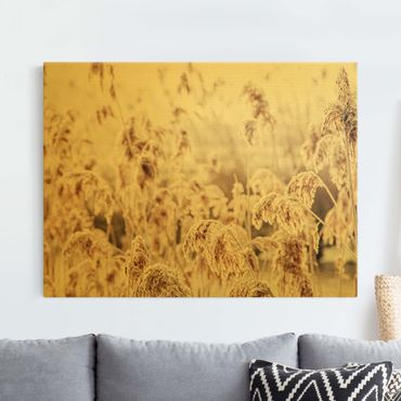 Złoty obraz na płótnie - Morze słonecznej trzciny