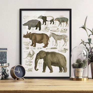 Plakat w ramie - Tablica edukacyjna w stylu vintage Słonie, zebry i nosorożce