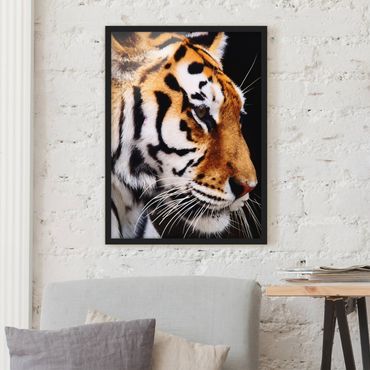 Plakat w ramie - Tiger Beauty