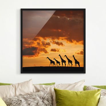 Plakat w ramie - Pięć żyraf