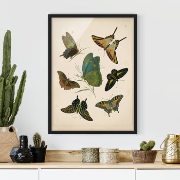 Plakat w ramie - Ilustracja w stylu vintage Motyle egzotyczne