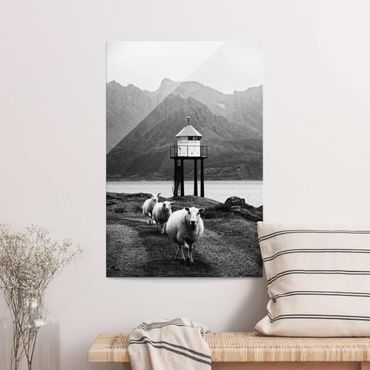 Obraz na szkle - Trzy owce na Lofotach