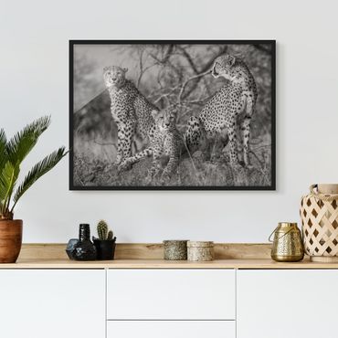 Plakat w ramie - Trzy gepardy