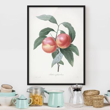 Plakat w ramie - Botany Vintage Illustration Peach