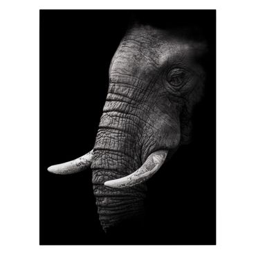 Obraz na płótnie - Portret ciemnego słonia