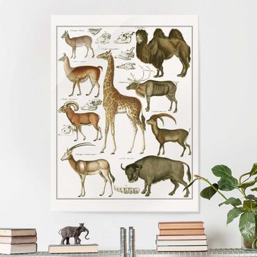 Obraz na szkle - Tablica edukacyjna w stylu vintage Żyrafa, wielbłąd i lama