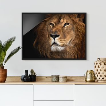 Plakat w ramie - Widok lwa