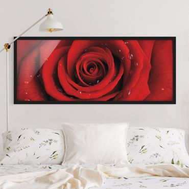 Plakat w ramie - Róża czerwona z kroplami wody