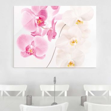 Obraz na szkle - Delikatne orchidee
