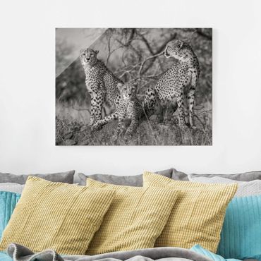 Obraz na szkle - Trzy gepardy