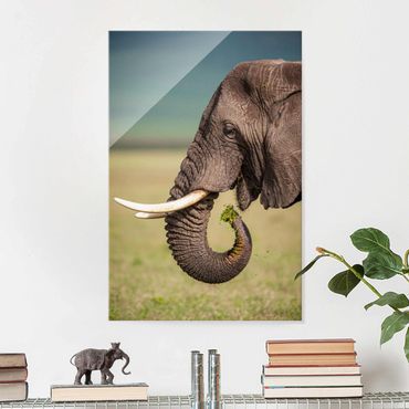 Obraz na szkle - Karmienie słoni w Afryce
