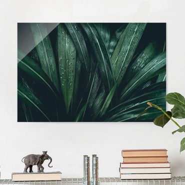 Obraz na szkle - Zielone liście palmy