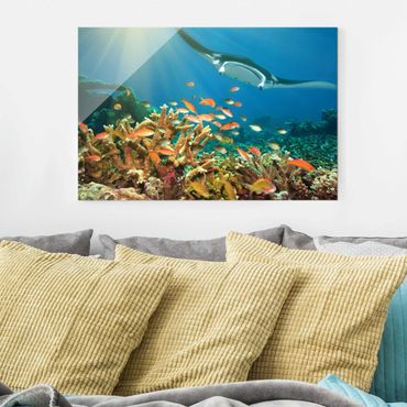 Obraz na szkle - Refa koralowa