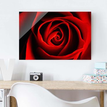 Obraz na szkle - Piękna róża