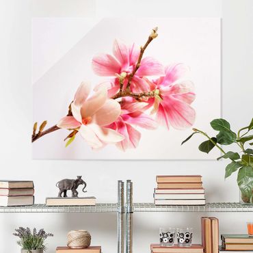 Obraz na szkle - Kwiaty magnolii