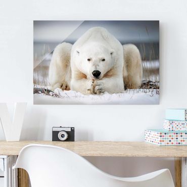 Obraz na szkle - Przemyślany niedźwiedź polarny