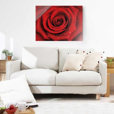 Obraz na szkle - Róża czerwona z kroplami wody