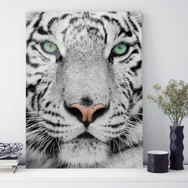 Obraz na szkle - Biały tygrys