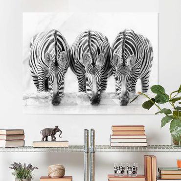 Obraz na szkle - Zebra Trio czarno-biała