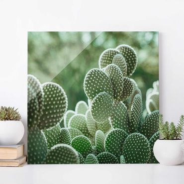 Obraz na szkle - Kaktusy