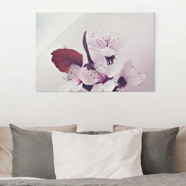 Obraz na szkle - Gałązka kwiatu wiśni staroróżowa