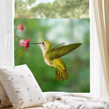 Folia okienna - Koliber i kwiat