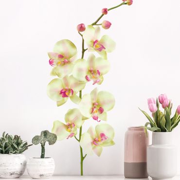 Naklejka na ścianę - Nr 190 Orchidea biała II