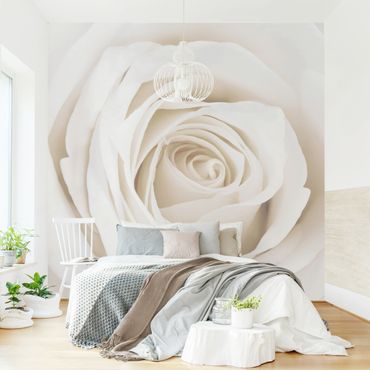 Fototapeta - Piękna biała róża