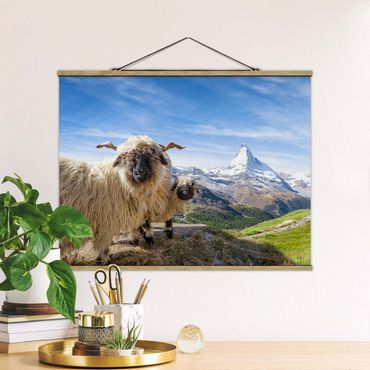 Plakat z wieszakiem - Czarnonose owce z Zermatt