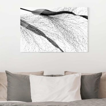 Obraz na szkle - Trzcina z delikatnymi pąkami czarno-biały